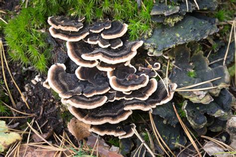 how to grow turkey tail mushrooms fungi magazine