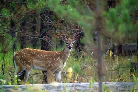 Whitetail Facts 16 Things To Know About Fawns Fawn Breeds Spring
