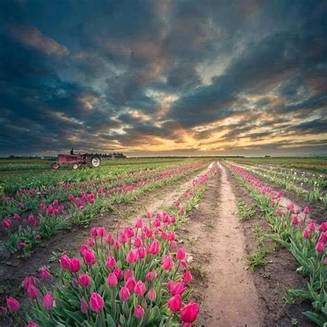 ⛩🙏🏻🐱☮️☸️ॐ💗⛩ Tulip Fields Tulips Landscape Photography