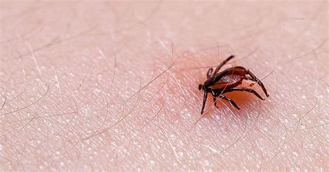 Lyme Disease In Arkansas News