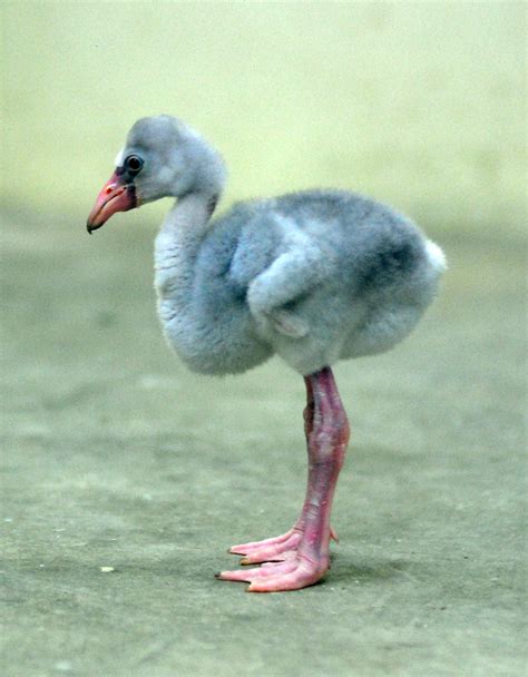 Baby Flamingo Baby Flamingo Everlandkorea In Cherl Kim Flickr