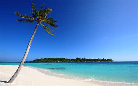 Palm Tree Beach Island Blue Ocean Sand095462 Palm