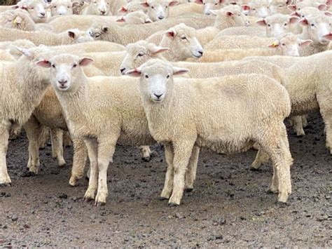 lot 888 120 mixed sex store lambs auctionsplus
