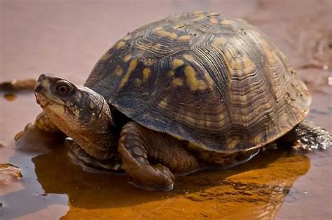 Facts About Eastern Box Turtles 17 Fun Facts With Pictures Wildlife