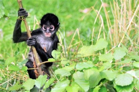 Animales En Peligro De Extinción El Mono Araña