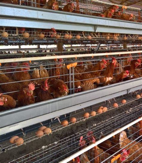 Important Guide On Poultry Farming For Beginners Justagric