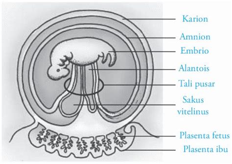 Selaput Pembungkus Embrio Didalam Rahim