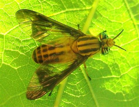 Deer Fly Chrysops Vittatus Bugguidenet