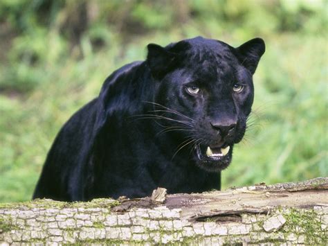 Adult Black Panther Animals Feline Nature Panthers Hd Wallpaper
