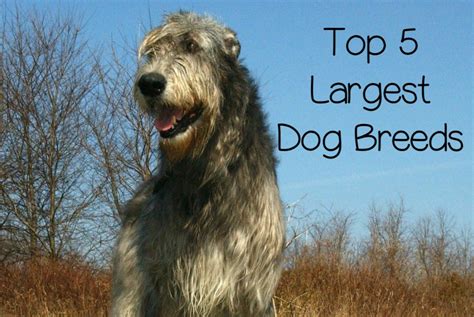A current list of the top 20 cryptocurrencies that beginner and pro cryptocoin investors should be checking out. Top 5 Largest Dog Breeds - http://www.dogvills.com