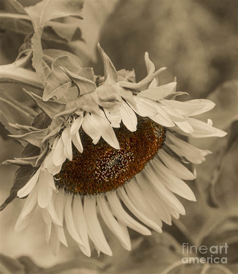 Old Fashioned Sunflower Photograph By Michael Moriarty Fine Art America