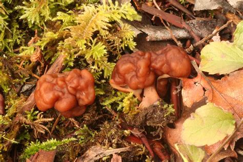 Gyromitra Esculenta Mushrooms Up Edible And Poisonous Species Of