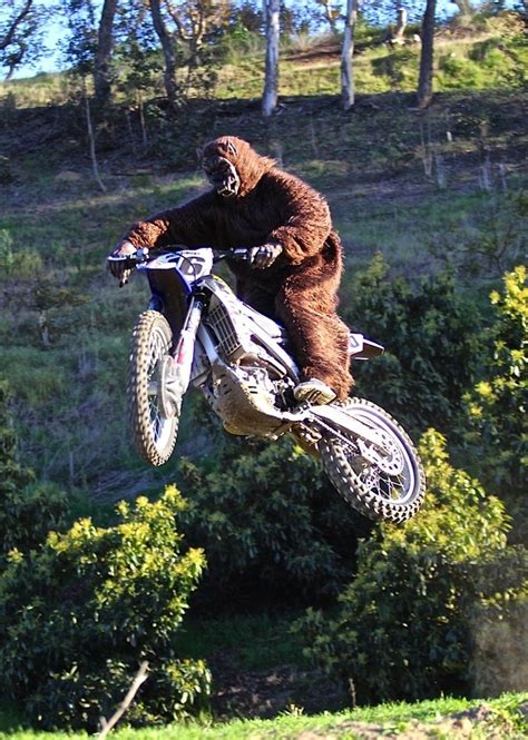 I Too Saw The Same Bear Moto Related Motocross Forums Message Boards Vital Mx