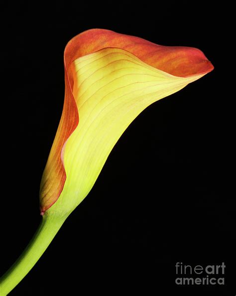 Single Calla Lily Photograph By Ava Reaves Pixels