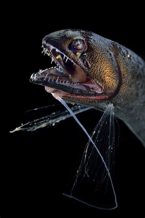 See The Weird And Fascinating Deep Sea Creatures That Live In Constant