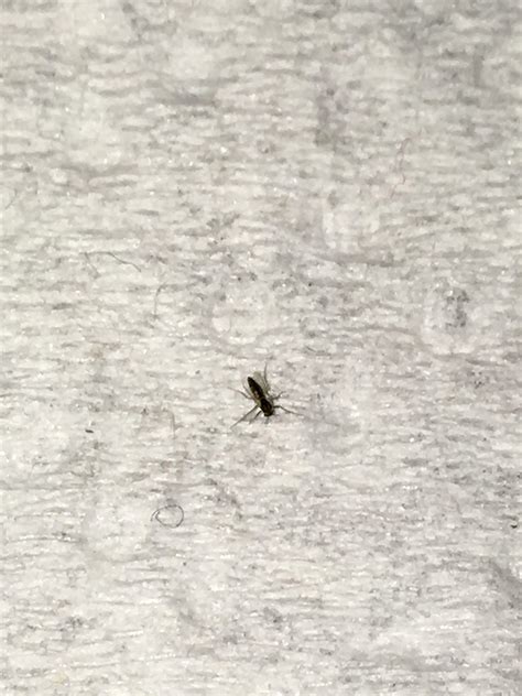 What Is This Insect I Have Seen A Few Of These Tiny Ant Like Bugs
