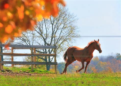 Fall Horse Frolic Photograph By Coby Cooper Fine Art America
