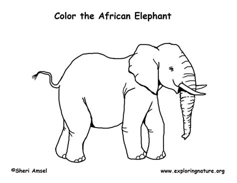 African Forest Elephant Drawing