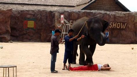 elephant thai massage youtube