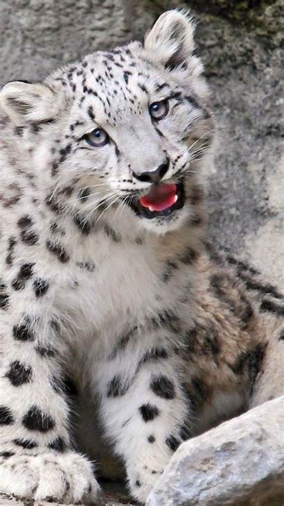 Leopard Snow Wallpapers Htc Eye Easy