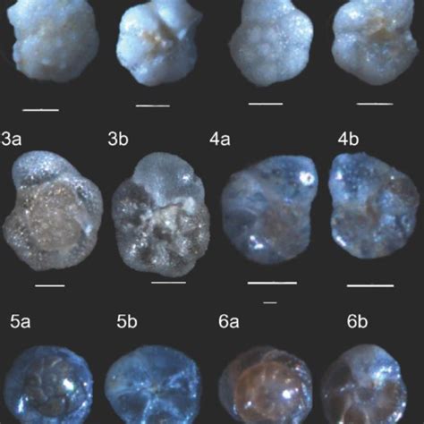 Benthic Foraminifera Species Found In The 2 Mu 1 Rj Well Core 12