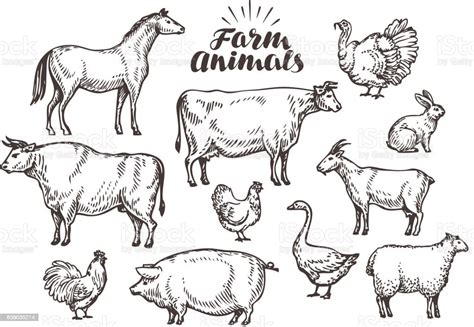 Farm Vector Sketch Collection Animals Such As Horse Cow Bull Stock