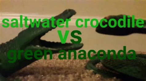 Saltwater Crocodile Vs Green Anaconda Youtube