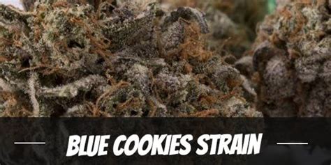 Blue Cookies Cannabis Strain Ultimate Review