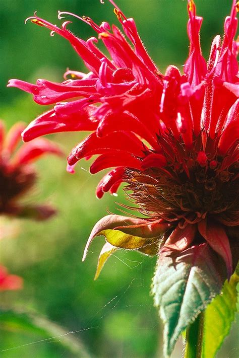 Tolerieren kann und halbschatten, aber dann blüht noch schlimmer. Stauden für Sonne, Halbschatten und Schatten | NDR.de ...