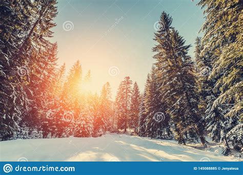 Wonderful Wintry Landscape Winter Mountain Forest Frosty Trees Under
