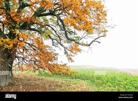 Autumn In The Woods And Fields Stock Photo Alamy