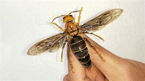 The Worlds Largest Killer Wasp Has Been Found In China Ladbible