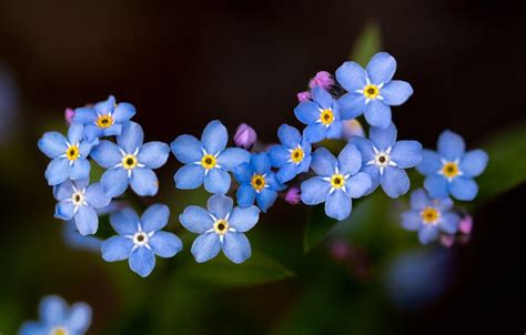 Forget Me Not Wallpapers Wallpaper Cave