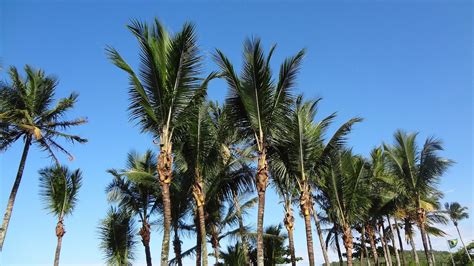 Download Free Photo Of Palm Trees Blue Sky Beach Palm Tree Free Pictures From