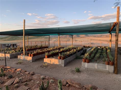 Desert Nursery Namib Trees