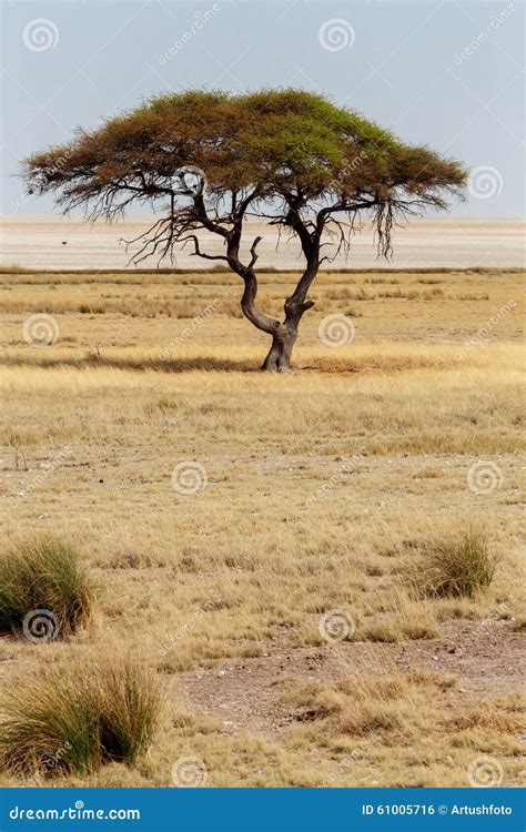 Large Acacia Tree In The Open Savanna Plains Africa Stock Photo Image