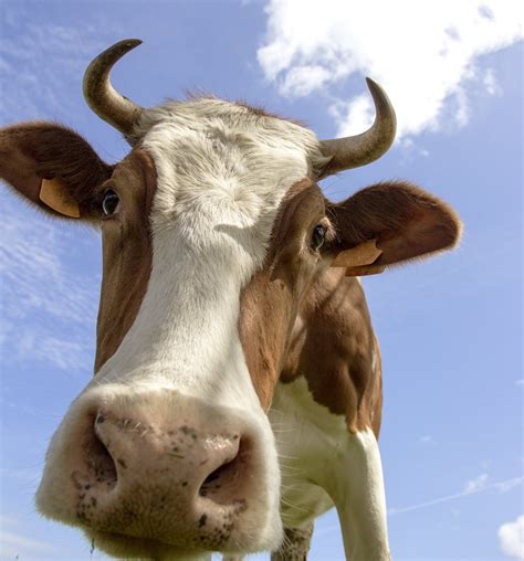 Cow ~ Animal Photos ~ Creative Market