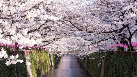 Where To See Cherry Blossoms In Tokyo Life The Oriental Economist