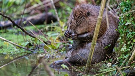 Somerset Baby Beavers Born In Conservation Success Story Bbc News