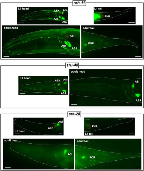 Temporal Regulation Of Csgpcr Reporters Gfp Images Showing Temporal