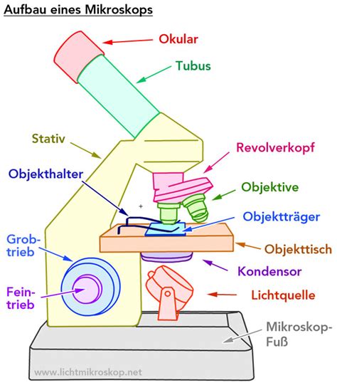 Aufbau Eines Mikroskops Lichtmikroskop