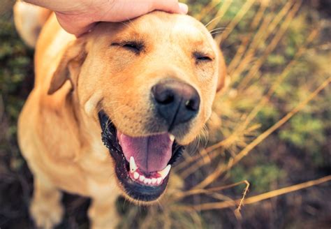 Fotos De Razas De Perros Felices Sonrientes Que Alegrarán Tu Día