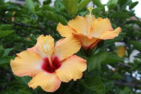 A list of invasive plant species in california. Michigan Exposures: Some Plant Life in California