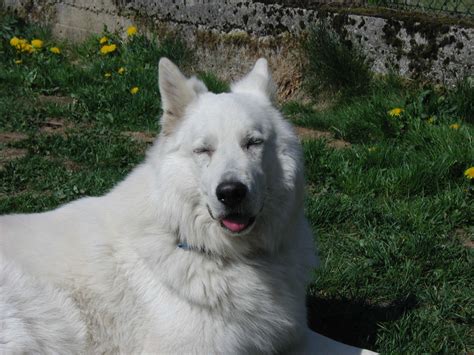 Die haarfarbe weiß ist für. Weisser Schweizer Schäferhund - Hunderasse W - Hundeseite.de