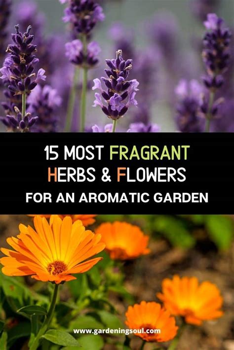 15 Most Fragrant Herbs And Flowers For An Aromatic Garden
