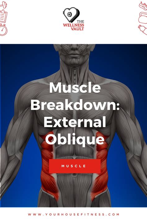 Muscle Breakdown External Oblique Your House Fitness