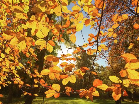 Golden Autumn Leaves Photograph By Gerlya Sunshine Fine Art America