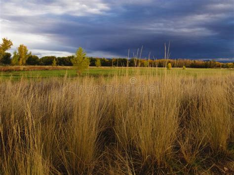 Tall Grass In The Grand Valley Stock Photo Image Of Riparian