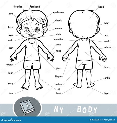 Visual Dictionary About The Human Body My Body Parts For A Boy Stock