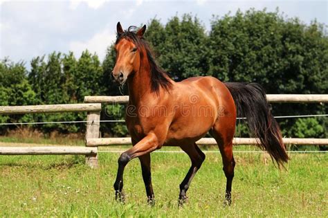 Bay arabian horse running stock image image of attentive 12661453. Brown Arabian Horse Running Gallop On Pasture Stock Image ...